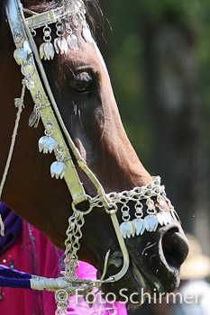 FotoSchirmer: Pferd International